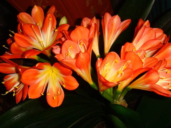 君子兰掉的小根能繁殖吗,君子兰繁殖不分盆好看吗