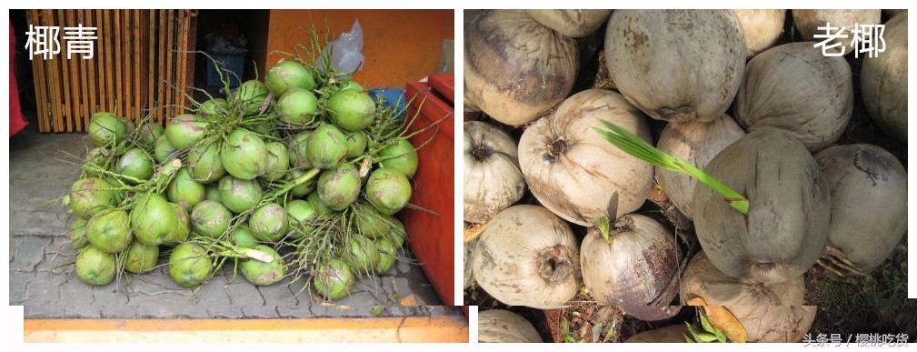 椰青和老椰子的区别,青椰和老椰子区别