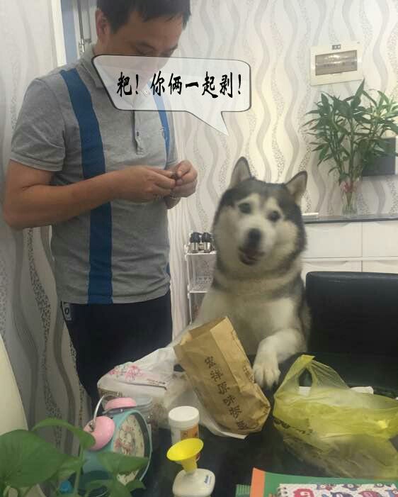 狗狗吃板栗好不好,狗狗爱吃栗子怎么办