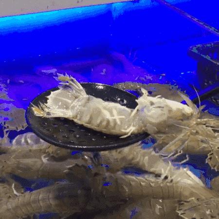 罗氏虾和明虾基围虾图片对比,如何分辨罗氏虾明虾