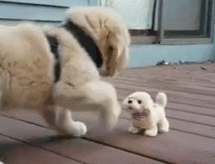 金毛喝醋,金毛到底有多吃醋