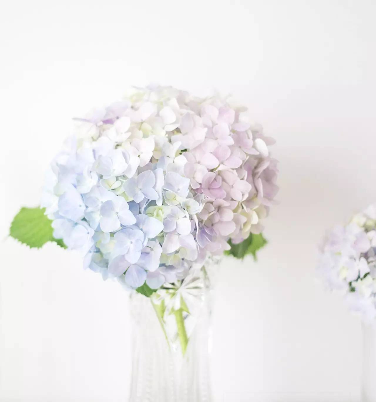 插瓶的花怎么才能开得久,插瓶的花刚开就蔫了怎么回事