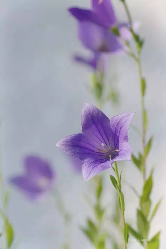 桔梗花：爱你永不悔