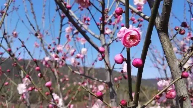 苏州园区赏梅攻略,何时去苏州赏梅最佳