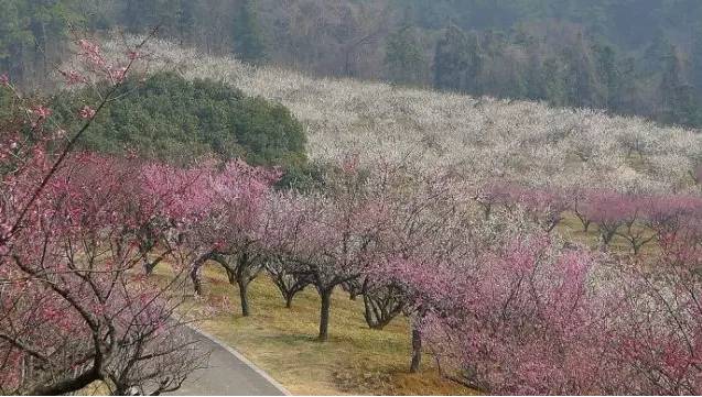 苏州园区赏梅攻略,何时去苏州赏梅最佳