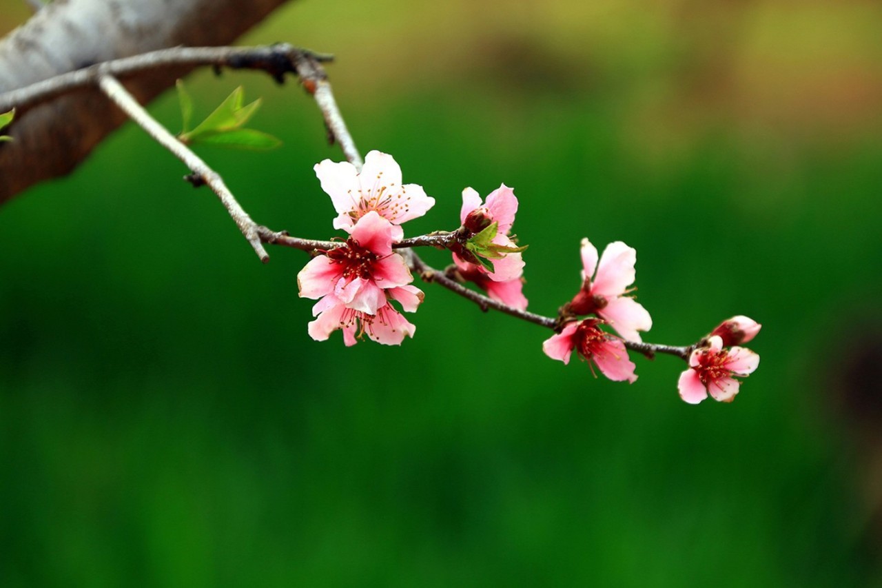 春风如贵客一到便繁华作文赏析,春风如贵客一到便繁华原文