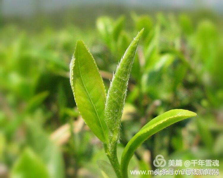 永远的余子店——文/刘宏冰