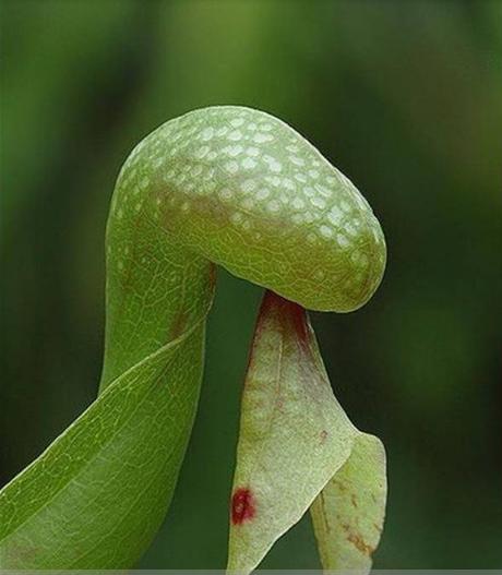 阳台种花招虫子怎么办,阳台种花有小飞虫怎么办