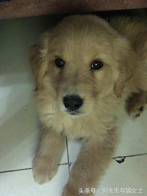 养了只小金毛，竟然趁我不注意偷吃洗衣粉，10分后脸肿成大包子