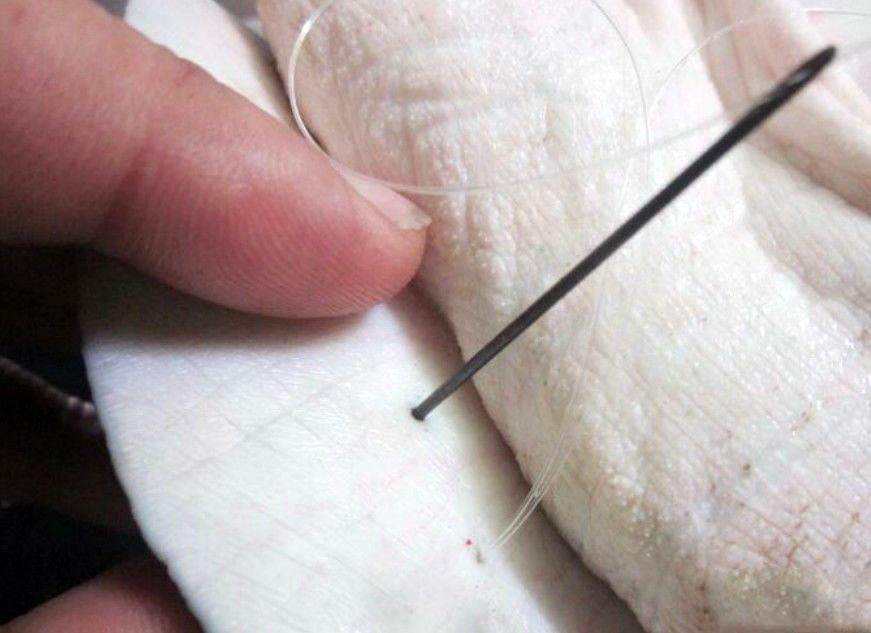 钓到放生甲鱼如何处理,钓到野生甲鱼该不该放生