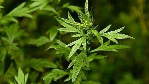 一次成功的人生体验,一次完美的艾灸体验