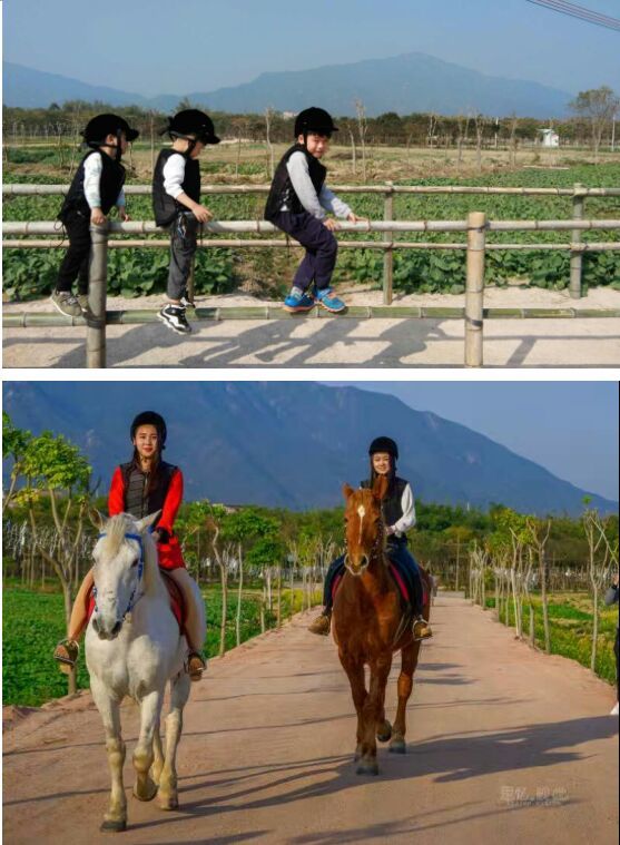 田野音乐会空降清逸园,花海与音乐,约不约?