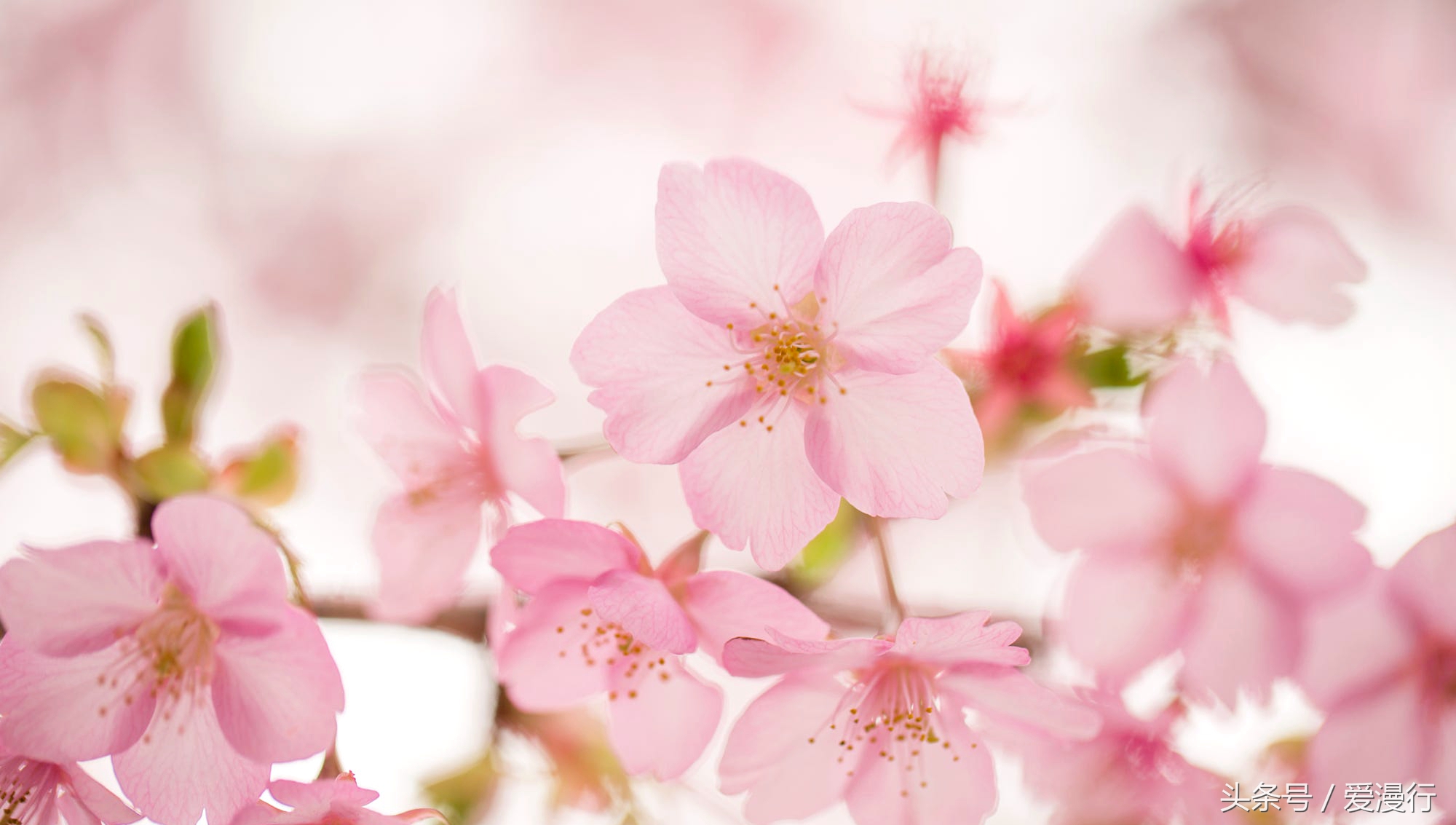 吃下这一口少女心！嗷呜！