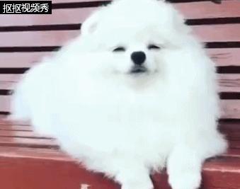 为什么博美狗老是睡觉,博美狗狗有多聪明