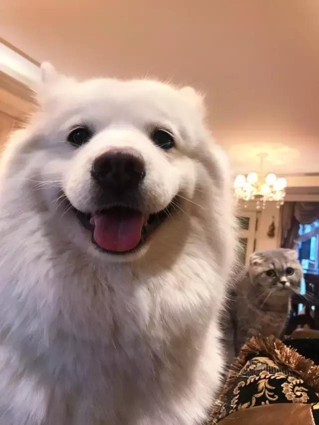 萌宠动物图鉴,萌宠萌图第591期