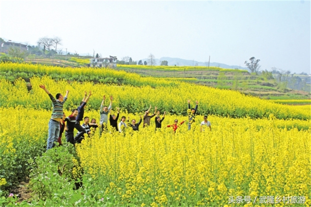 重庆武隆羊角油菜花,三月油菜花风景