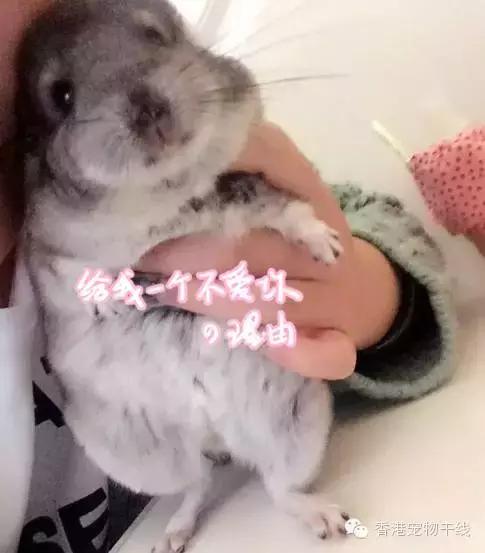 怎么帮龙猫梳毛结,用什么给龙猫梳毛