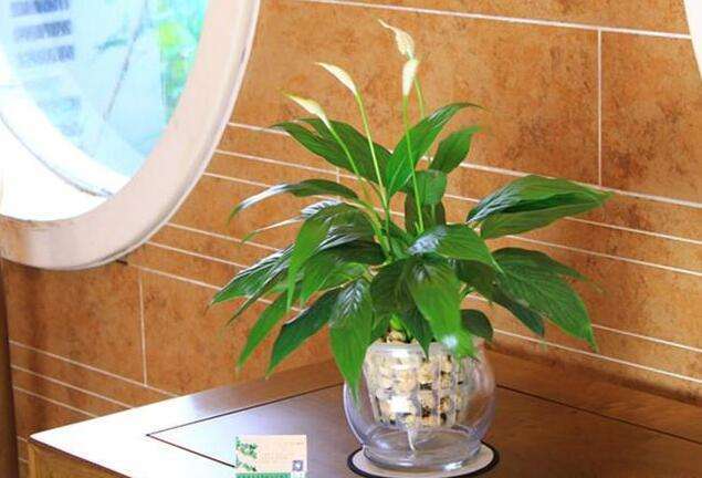 适合懒人养的花卉只要浇水就能活,可以在水里养的花卉