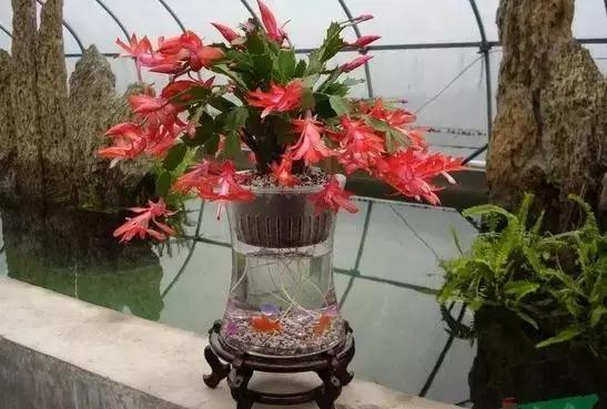 室内用水养的花,一帆风顺花可以直接用水养