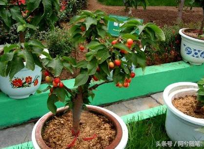 适合在农村创业的十大好项目推荐,5种适合农村人创业的小投入项目