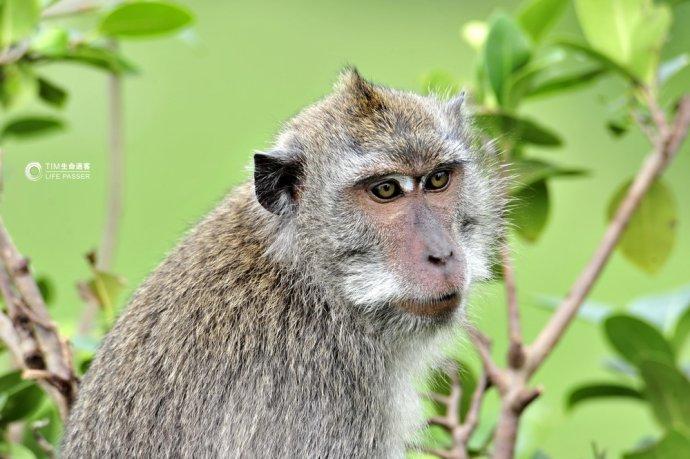 巴厘岛情人崖猴子,巴厘岛最美情人崖