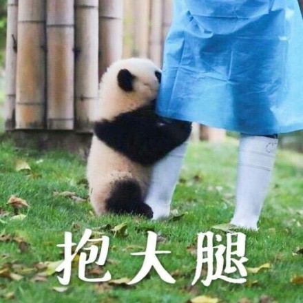 抱大腿暴富后续,抱大腿走上人生巅峰