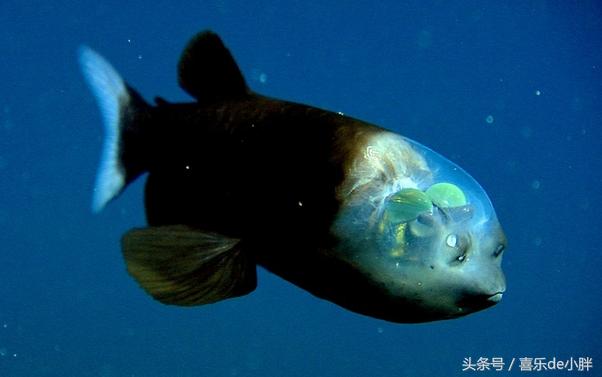 世界上十大最怪异的海洋生物,十种奇特的海洋生物