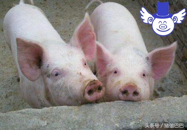 怎么挑选母猪奶量,如何鉴别母猪的皮薄厚