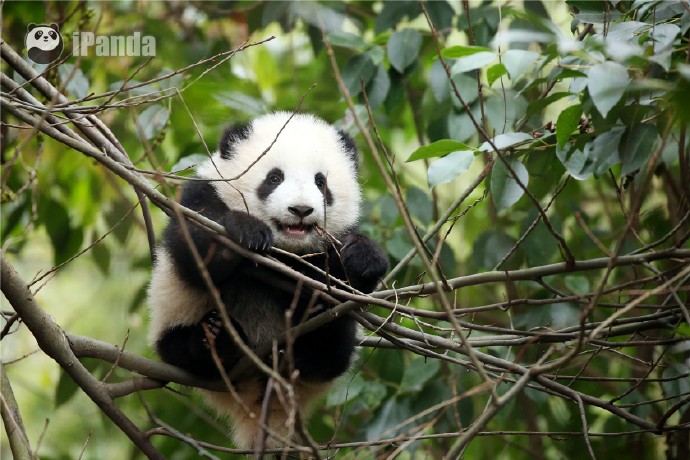 抱大腿暴富后续,抱大腿走上人生巅峰