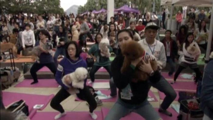 犬式瑜伽狗狗,狗狗瑜伽视频动作大全