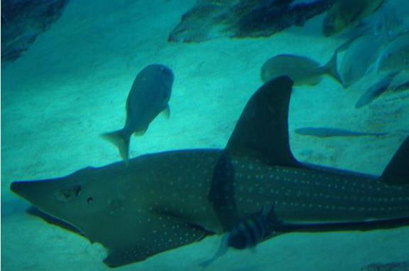 迪拜游记,迪拜游记视频