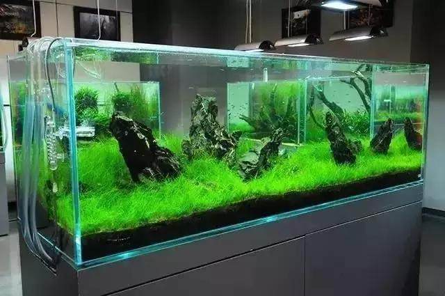 坏水质,草缸水质都要注意哪些