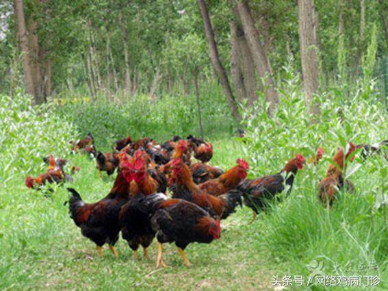 土鸡和散养鸡养殖有什么区别,土鸡种鸡怎么分公母