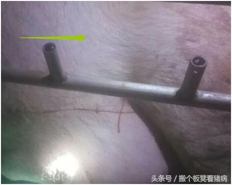 驾驭猪病—养猪人1分钟了解剖腹产，高难度手术不再陌生