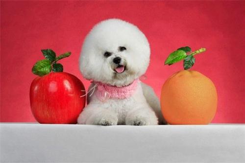 狗狗拉稀，而且不吃东西也没精神，怎么回事？