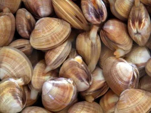 威海一月份当季海鲜,威海冬天海鲜种类