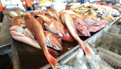 威海一月份当季海鲜,威海冬天海鲜种类