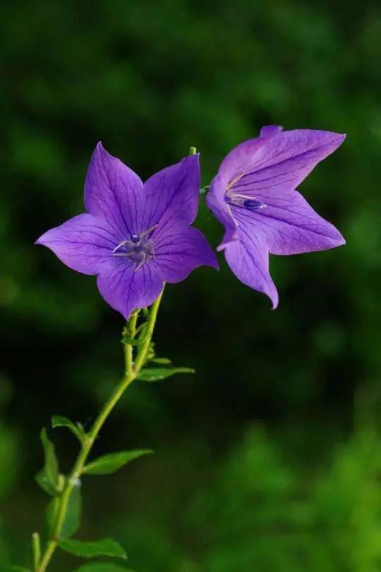 桔梗花：爱你永不悔