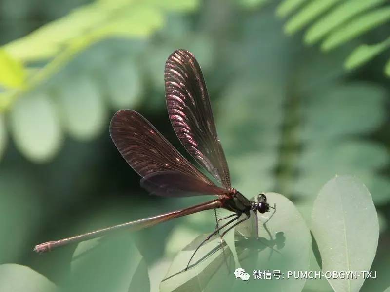 蜻蜓悄然立叶上：流产及背后的凄美故事