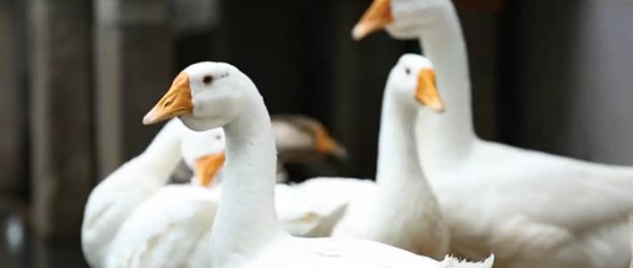 这个假老板要把公司搬到西海边，盖个全球最大的设计公司，陪员工逗鸟逗猫逗狗……