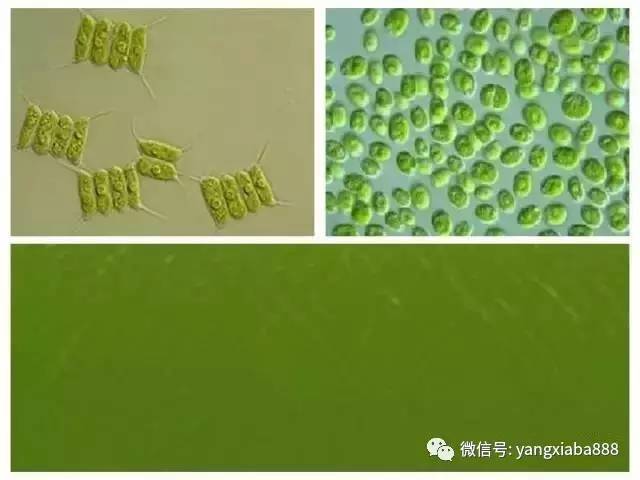 水产养殖中的溶氧是什么,水产养殖为什么要重视底部溶氧