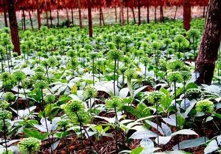 阿里健康业绩收入94亿增长稳健,阿里健康2022财年营收