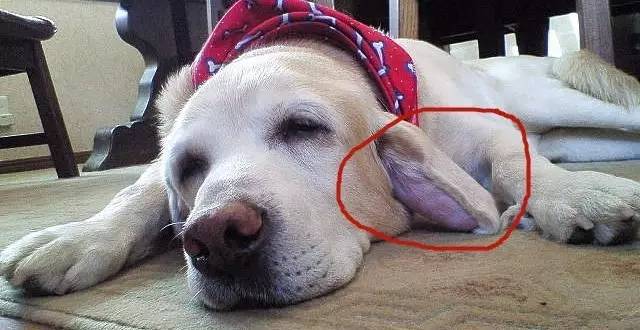 D98-家有垂耳狗的，小心耳血肿