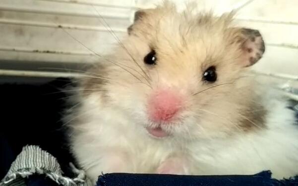 仓鼠便秘太严重了怎么办,仓鼠便秘的形状