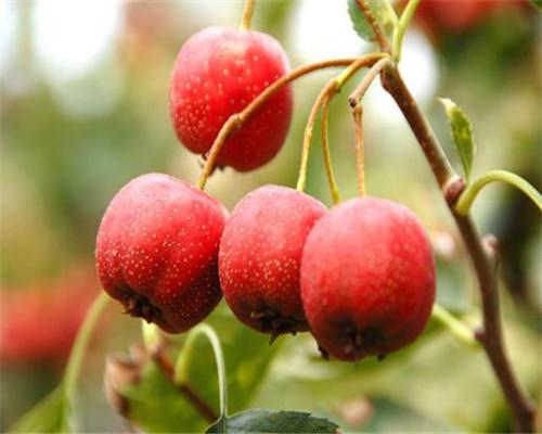 孕妇禁吃十大水果一定要知道的,孕妈注意怀孕期间水果也不能乱吃