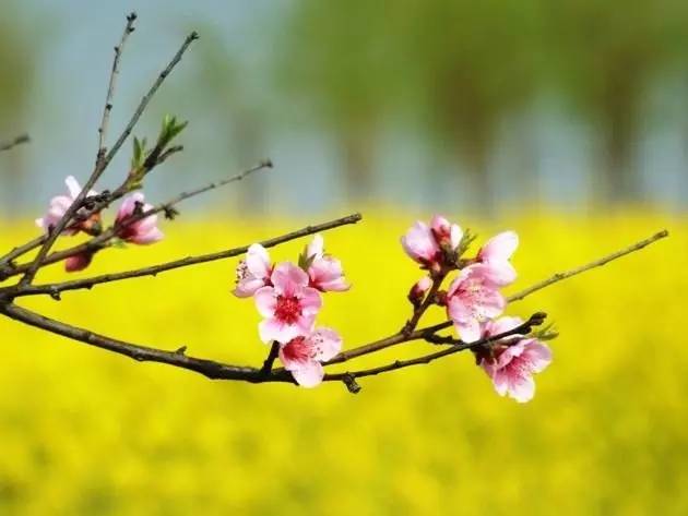 元曲春天,宋词里的春天意境深远