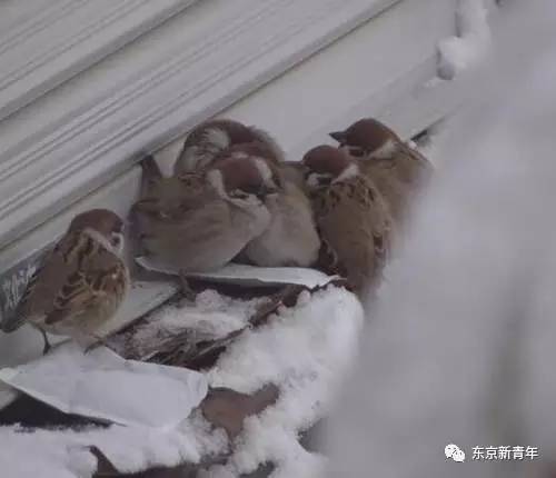 日本人的暖宝宝,日本人贴热贴