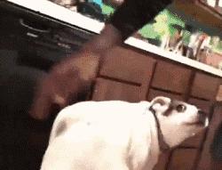 陪伴我十二年的狗狗也渐渐老去,狗狗渐渐老去