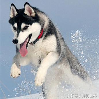 可爱呆萌狗狗资料,狗狗15种寄生虫病详细资料图