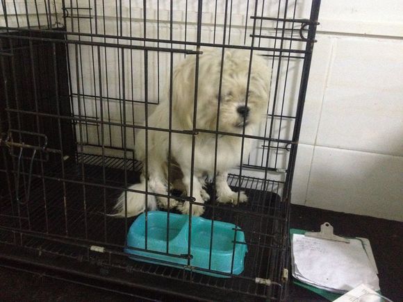 看门忠诚的狗,给狗看门的忠诚